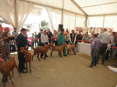 Ilustración de Villanueva de Tapia