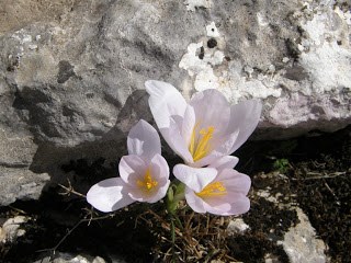 Azafrán serrano o azafrán silvestre (Crocus serotinus) en la cima de El Chamizo