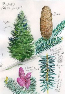 Ilustración de Yunquera